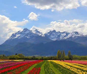 Tulipanes